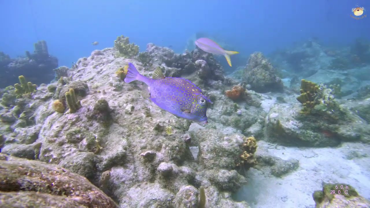 plongée Guadeloupe Bouillante Aquarium 26072025