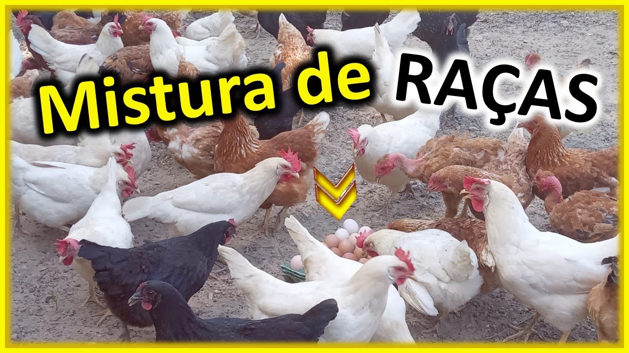 Misturar as RAÇAS das galinhas para diversificar a cor da casca dos ovos