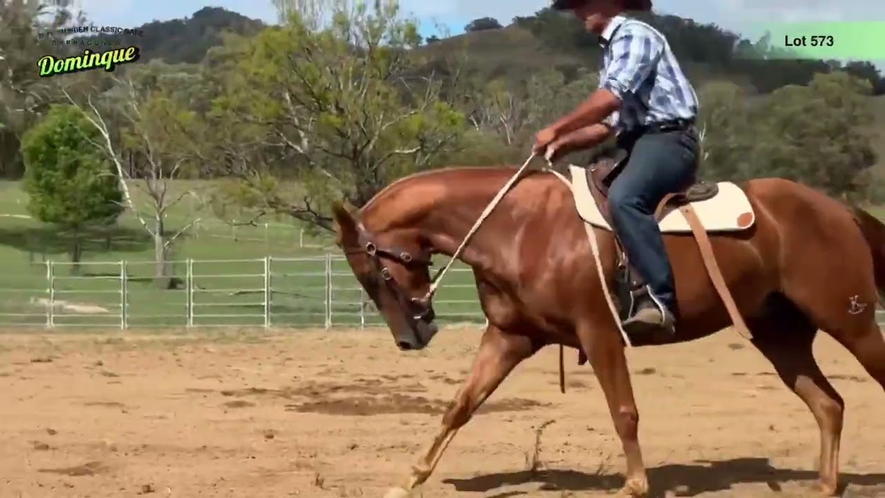 Lot 573 Barragunda Dominque - Preview video