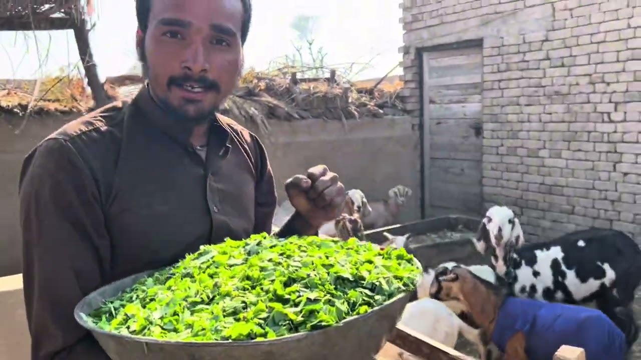 Hard work#dasivlog |villeg #life#pakistan#india 