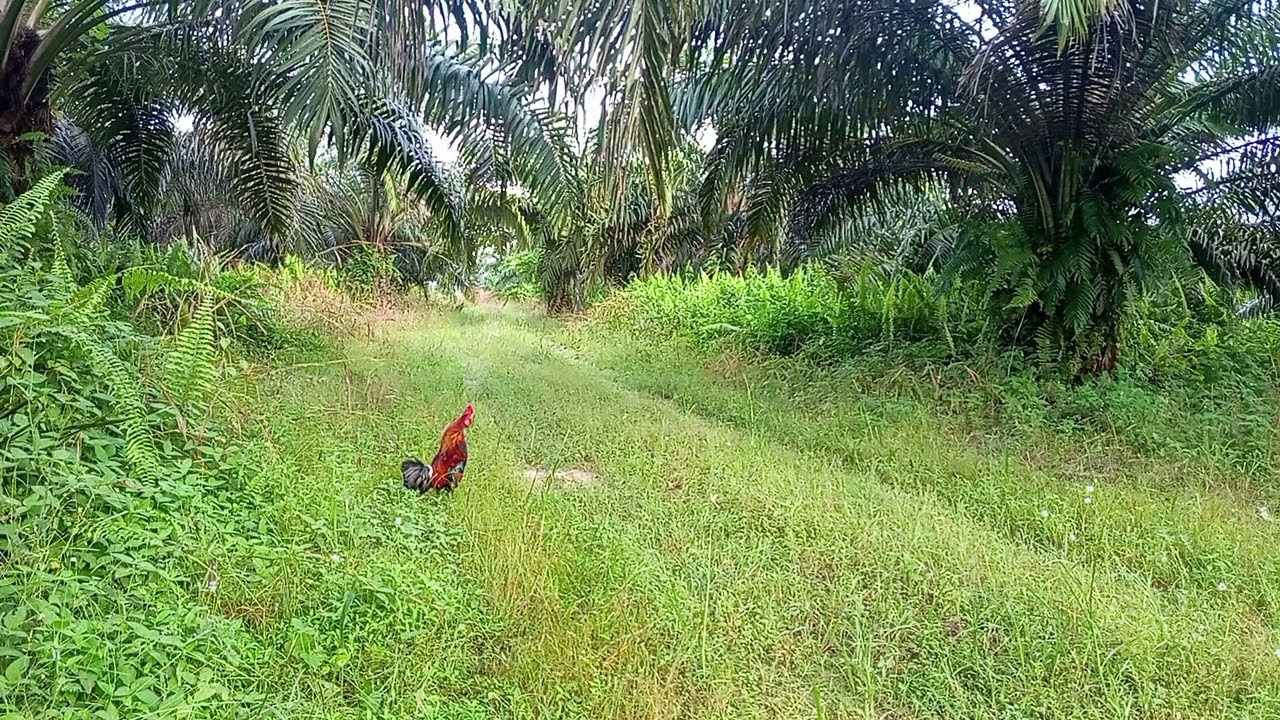 Pikat ayam hutan lokasi ladang takway Aa AQ