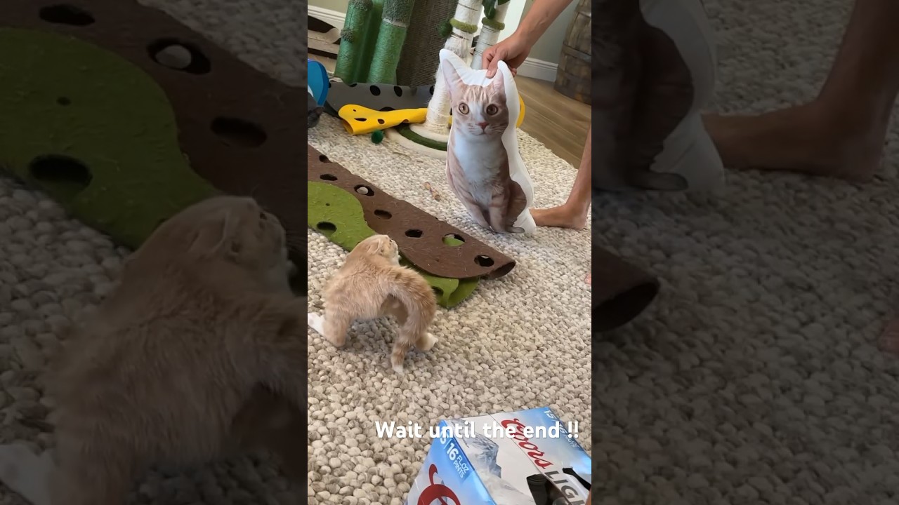 Baby kitten scared by cat pillow !!