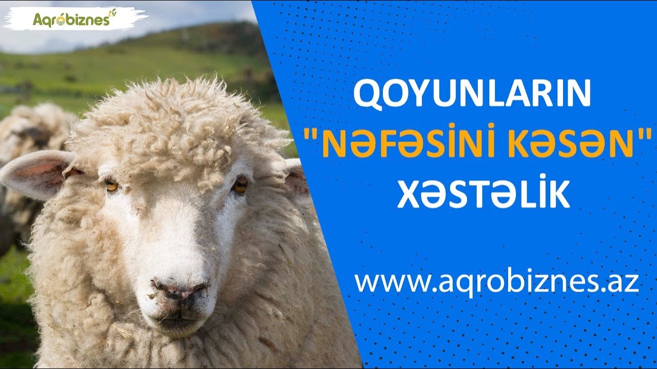 Heyvan xəstəlikləri və yemləndirmə ilə bağlı suallar cavablandırılır
