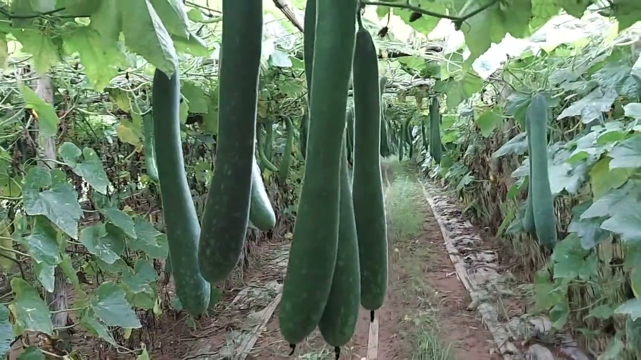 Bí xanh giúp người dân hòa bình làm giàu.
