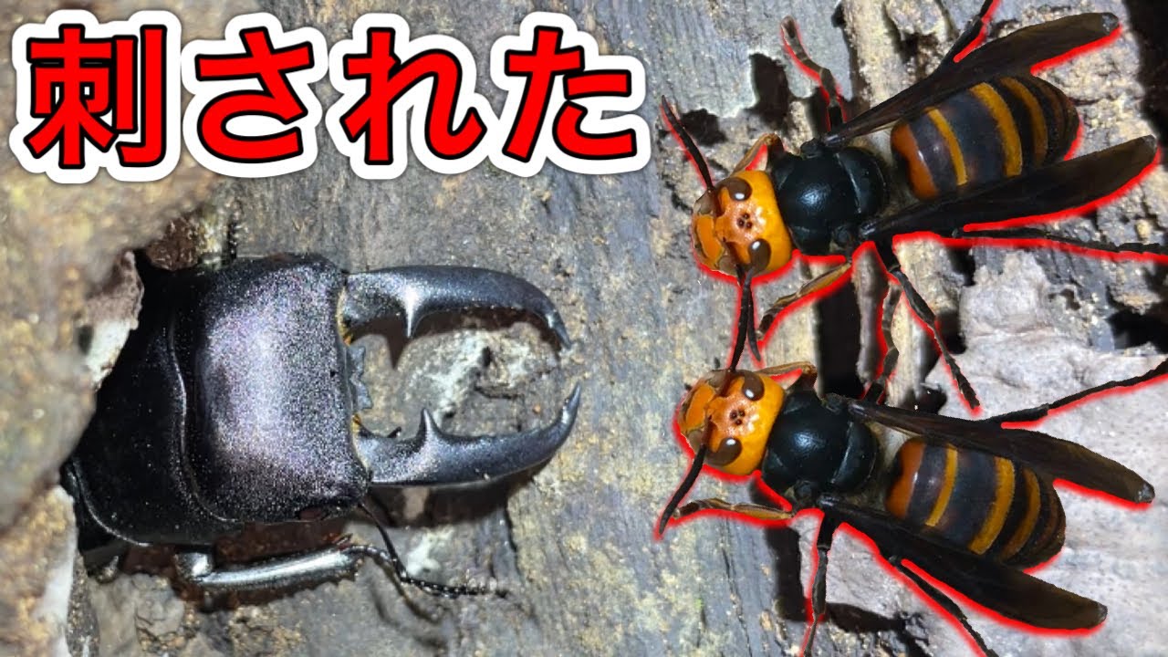 レアクワガタ採れて調子乗ってたらスズメバチに刺されて死にかけました。【クワガタ採集】