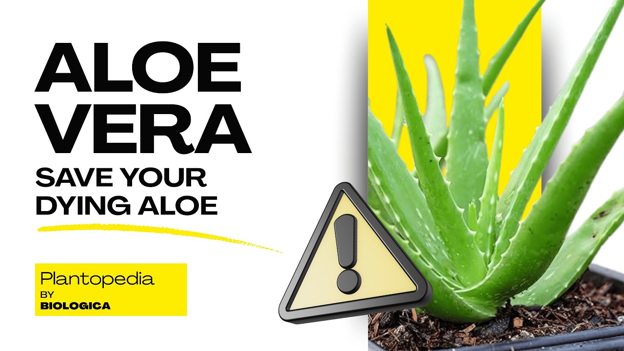 Aloe Vera | Uses, Benefits, and History