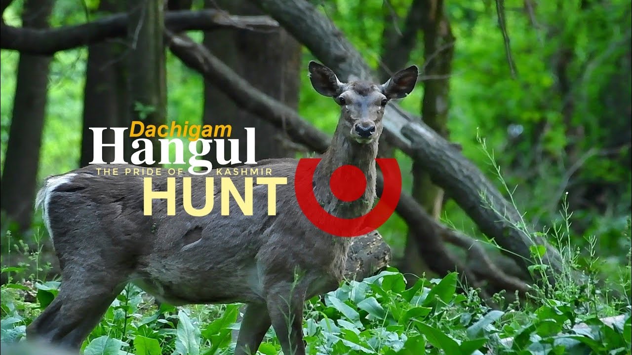 Hangul Hunt in Kashmir | Dachigam National Park | #kashmir #wildlife #hangul #hunting