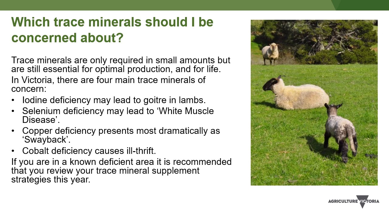 VetTalk 2 - Trace mineral deficiency in lambs