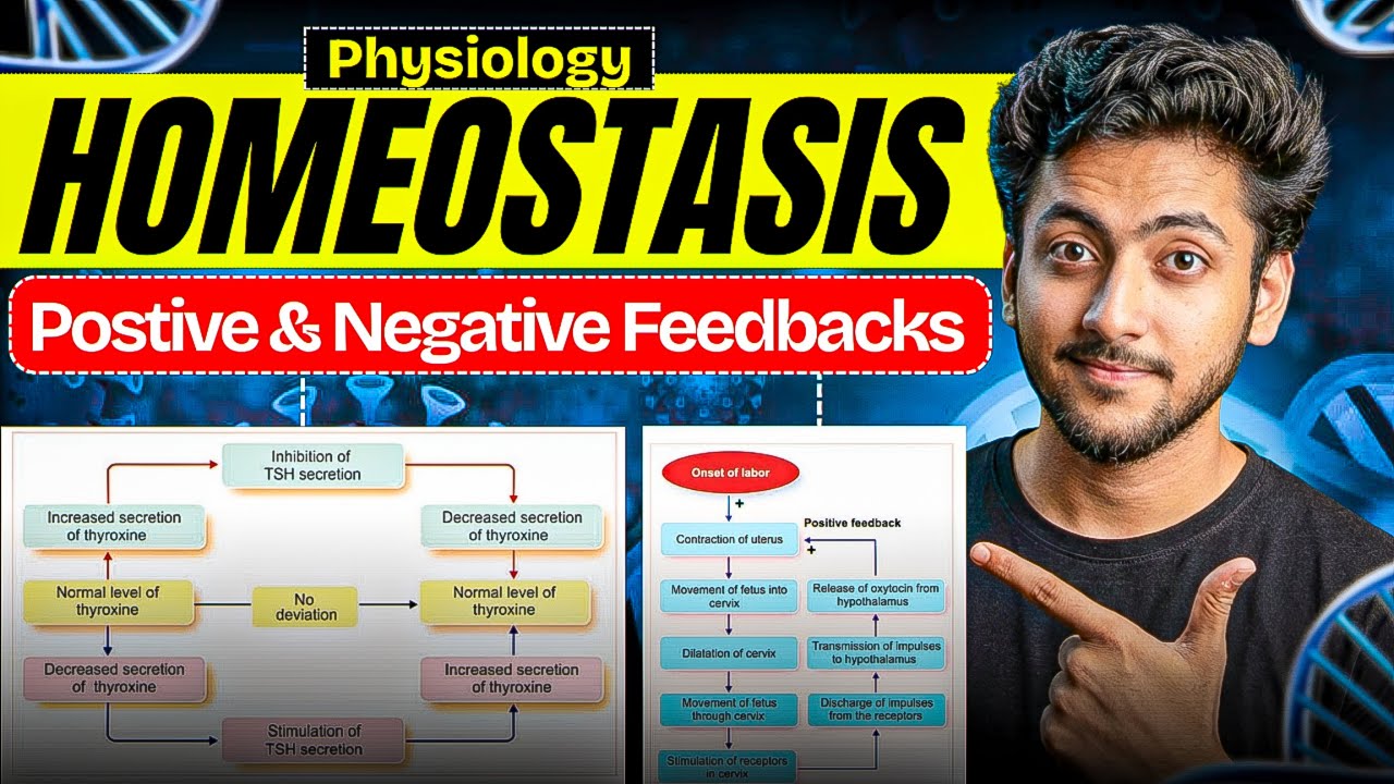 Physiology - Homeostasis | MBBS 1st Year | Explanation With Exam Notes |MBBS World