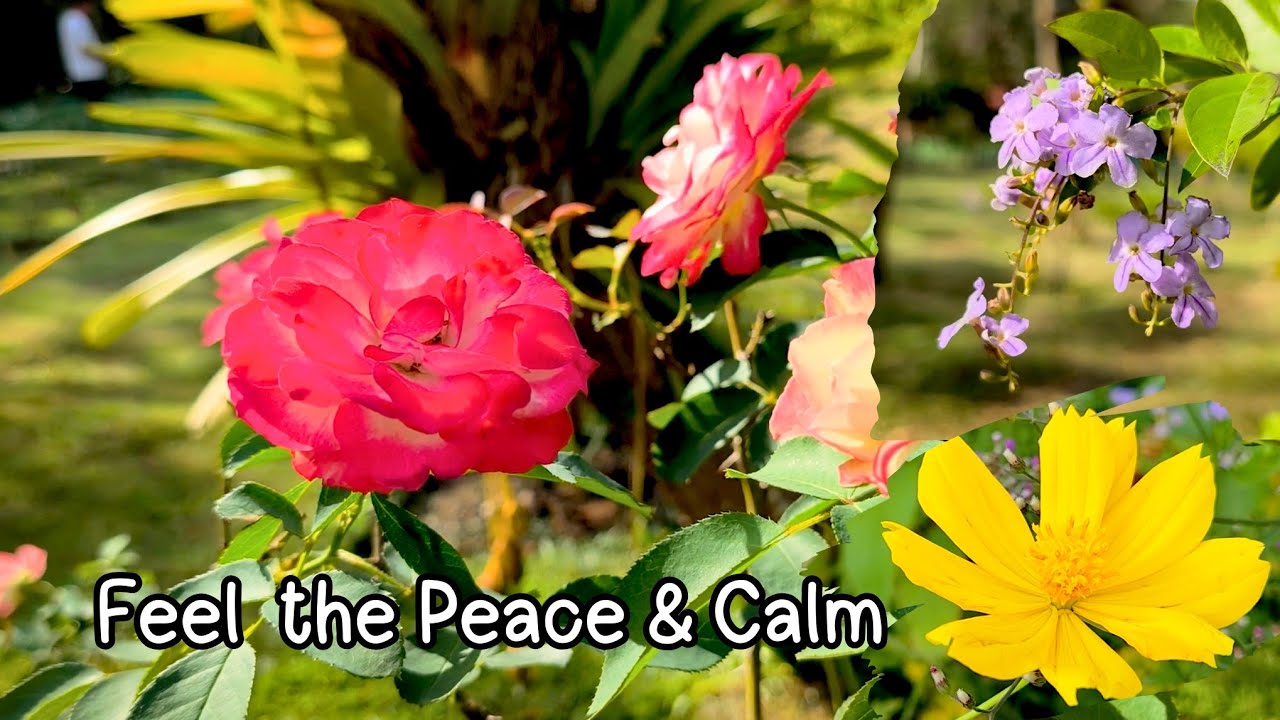 🌸You’ll Feel Peace in This Flower & Birdsong Video