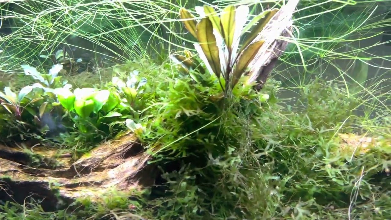 Cherry Shrimp Ember Tetra update