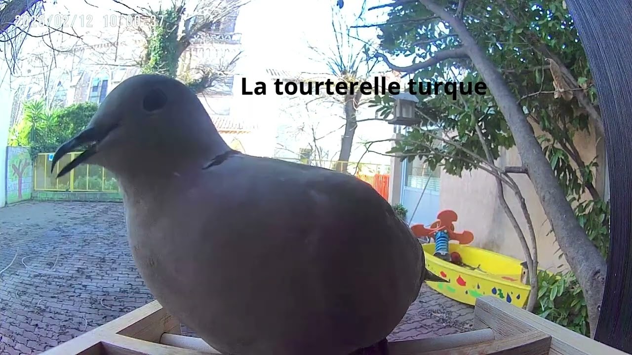 oieauxNDSP