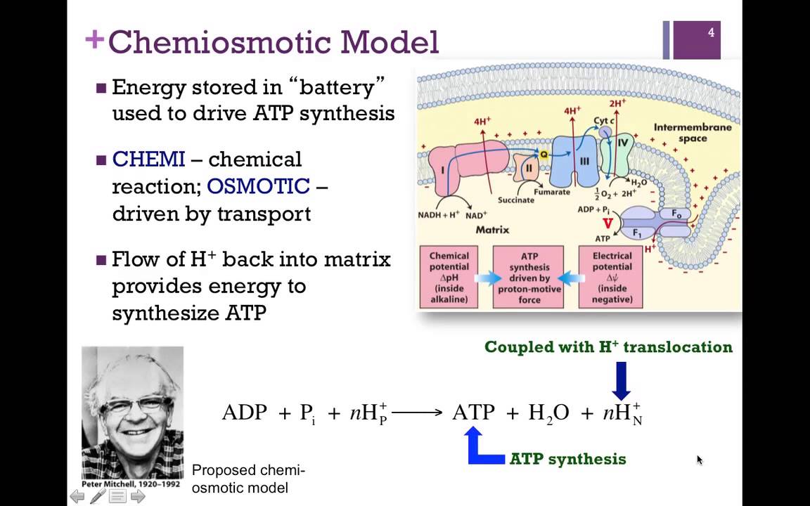 110-Proton Motive Force