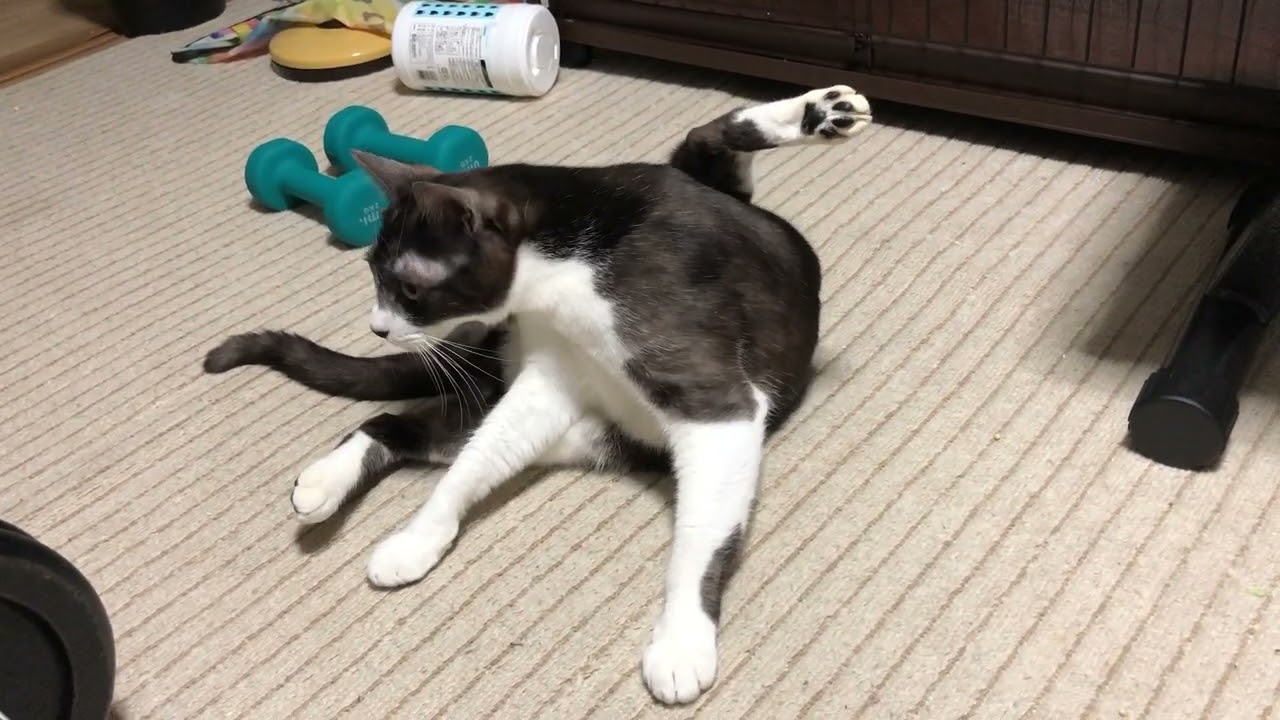 構ってもらえないデカ猫