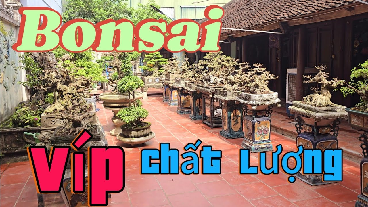 Vườn Bonsai víp chú Thực Hữu Bằng Thạch Thất Thất HN