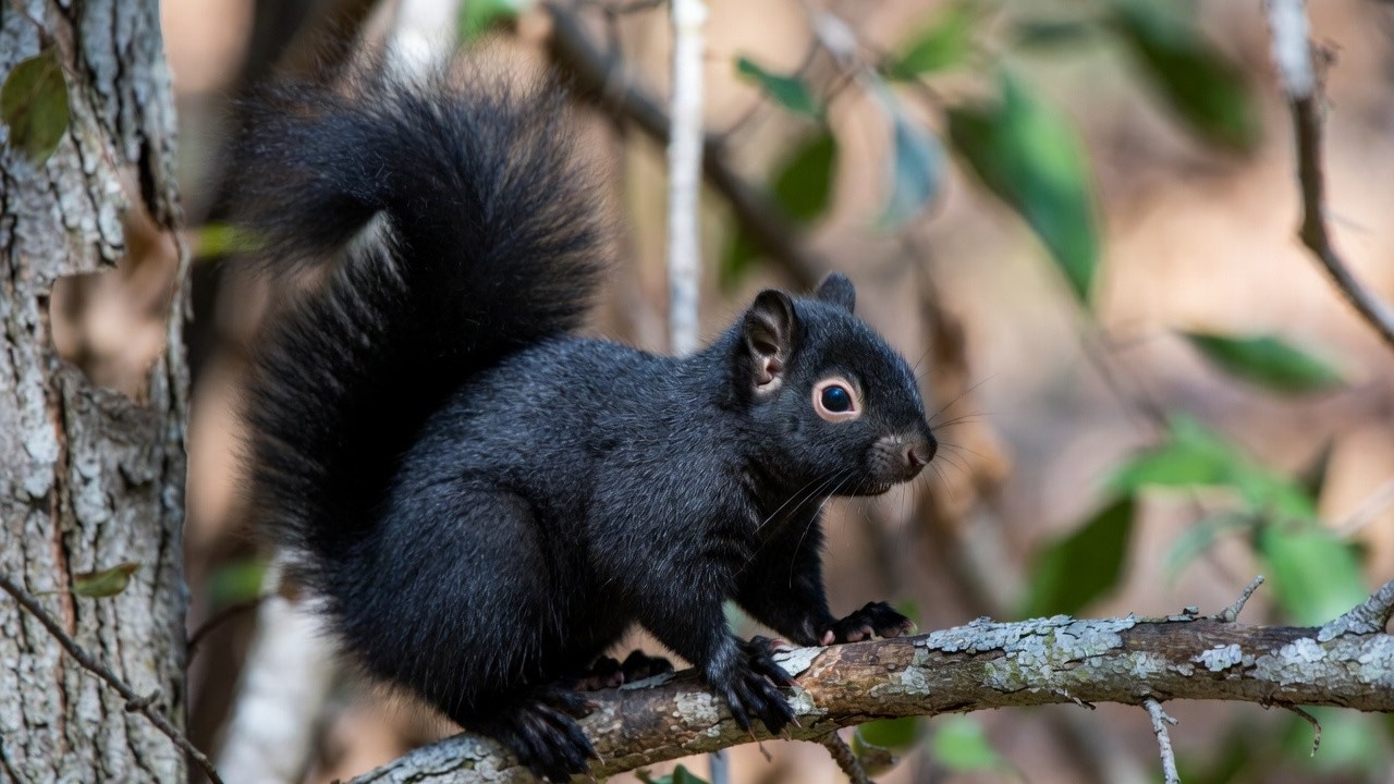 STOP SCROLLING! Tiny Cute Squirrel That Will Melt Your Heart 💖