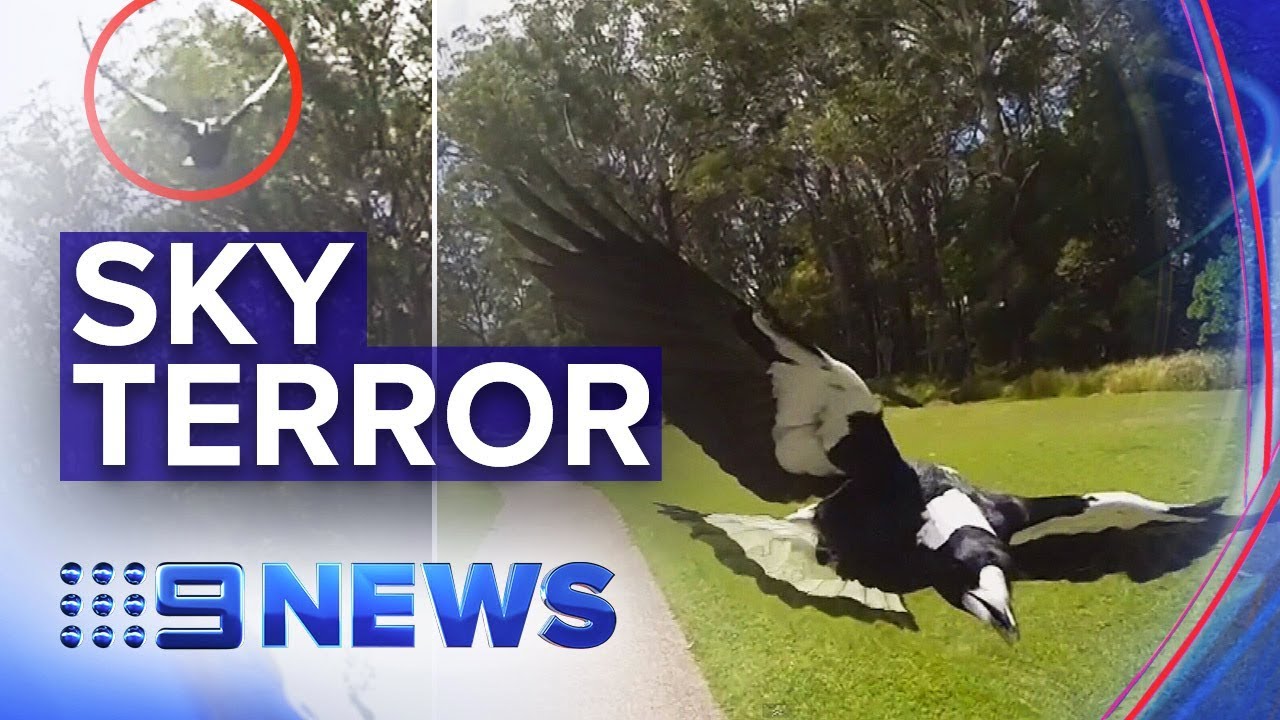 Warnings as magpie swooping season begins | Nine News Australia