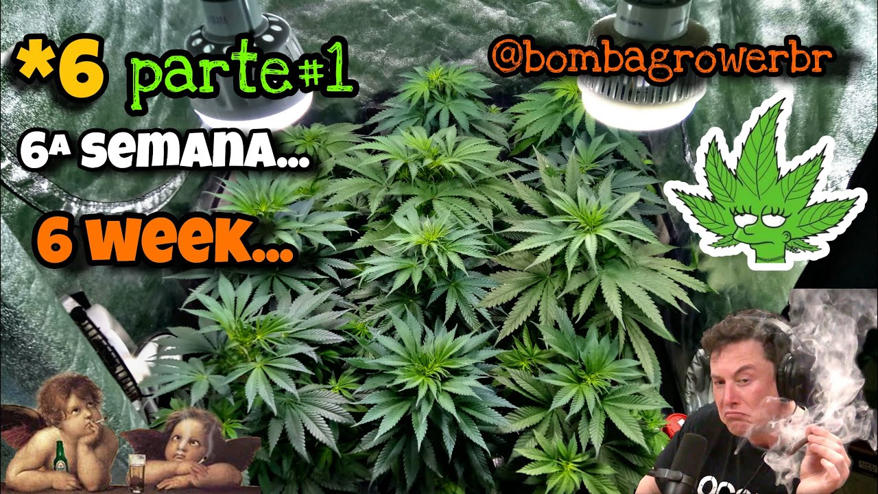 #bombagrower Cultivo indoor de cannabis medicinal | 6&ordf; semana | Dicas ...