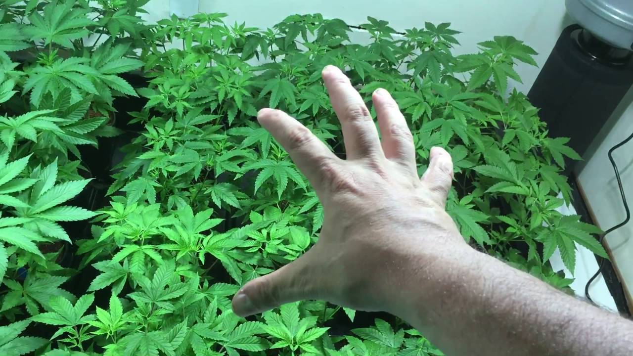Indoor Cannabis Grow Room update
