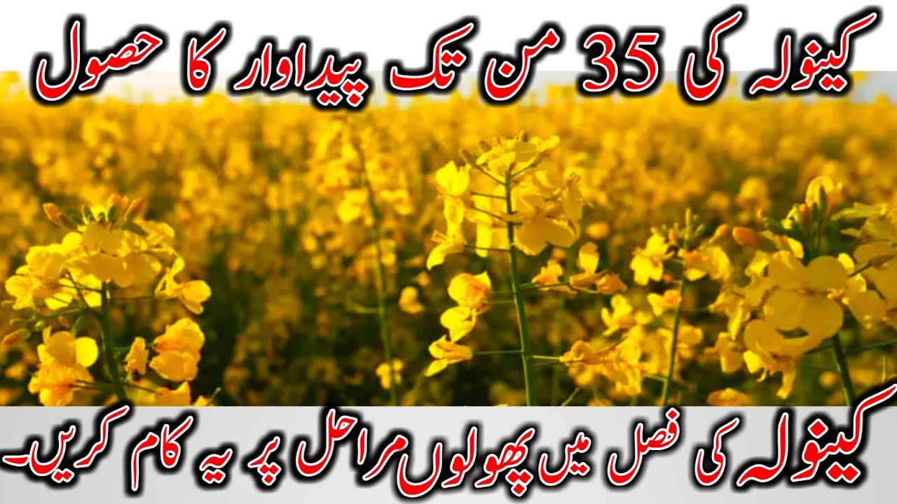 Canola production | High yield | Canola oil | canola seed | canola ki achi pedawar | 35man canola0