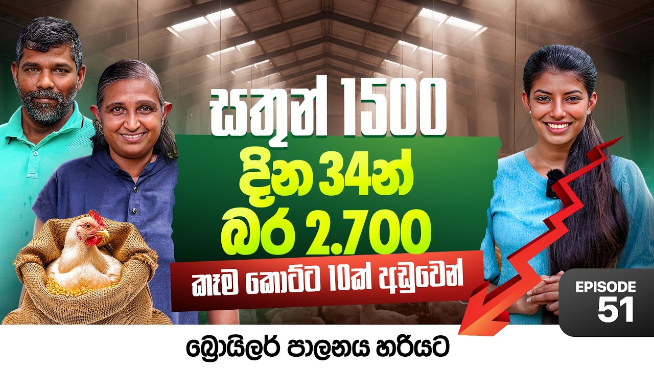 සතුන් 1500 ට අමතර ලාබය ලක්ෂ 6.70 ක් ගන්නේ මෙන්න මෙහෙමයි | Broiler Chicken | Milmolac