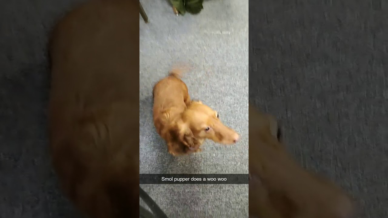 Smol pupper does a woo woo