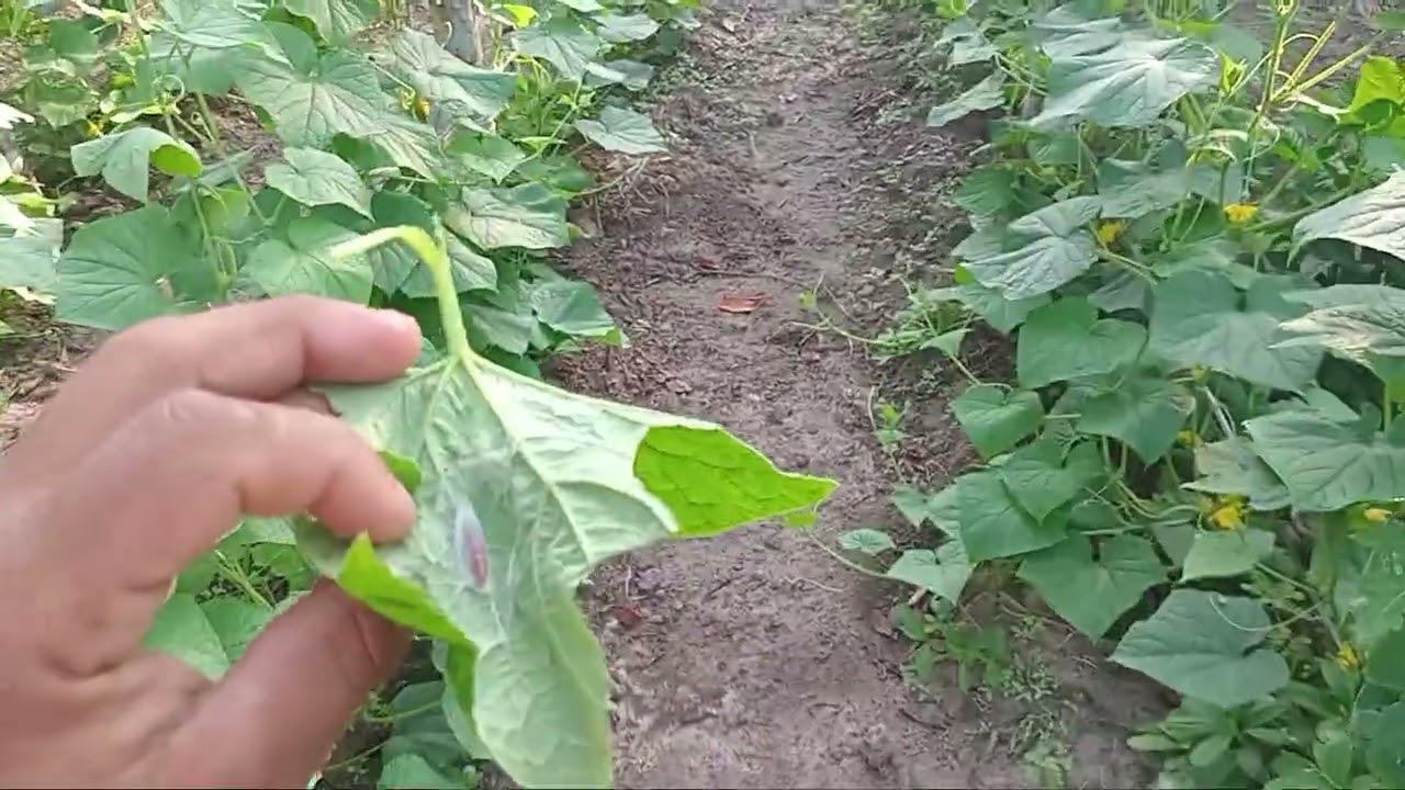 Manejo na plantação de pepino