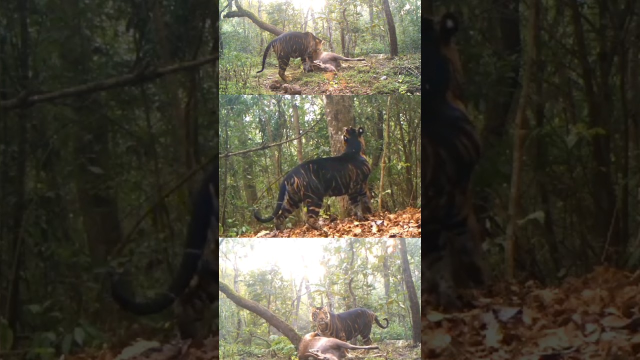 Big concern for the big cats of similipal national park
