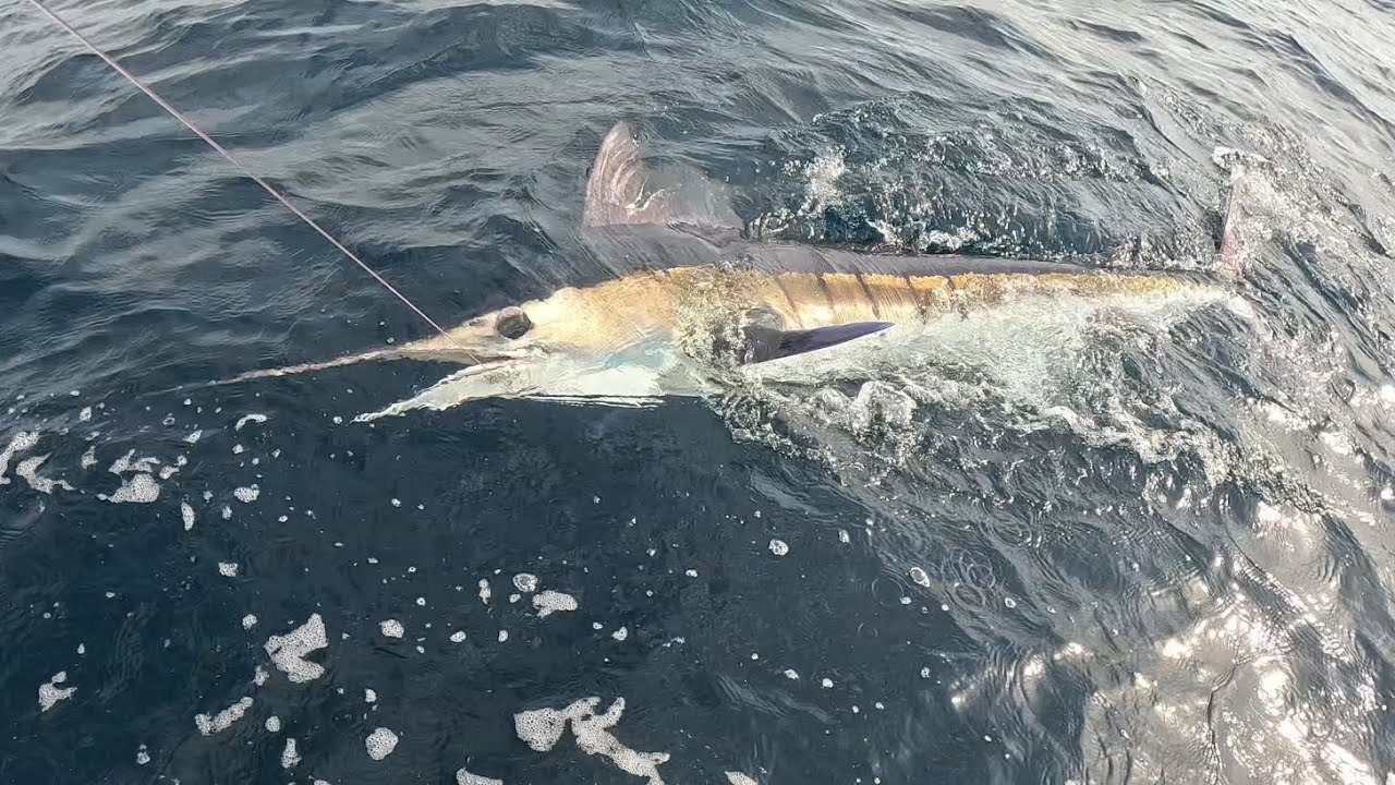 10 Solo Marlin in 5 days feb26 NSW 