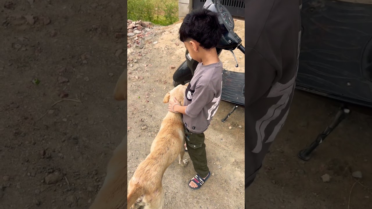 ￼ some stray dogs are not dangerous. They love as you. 