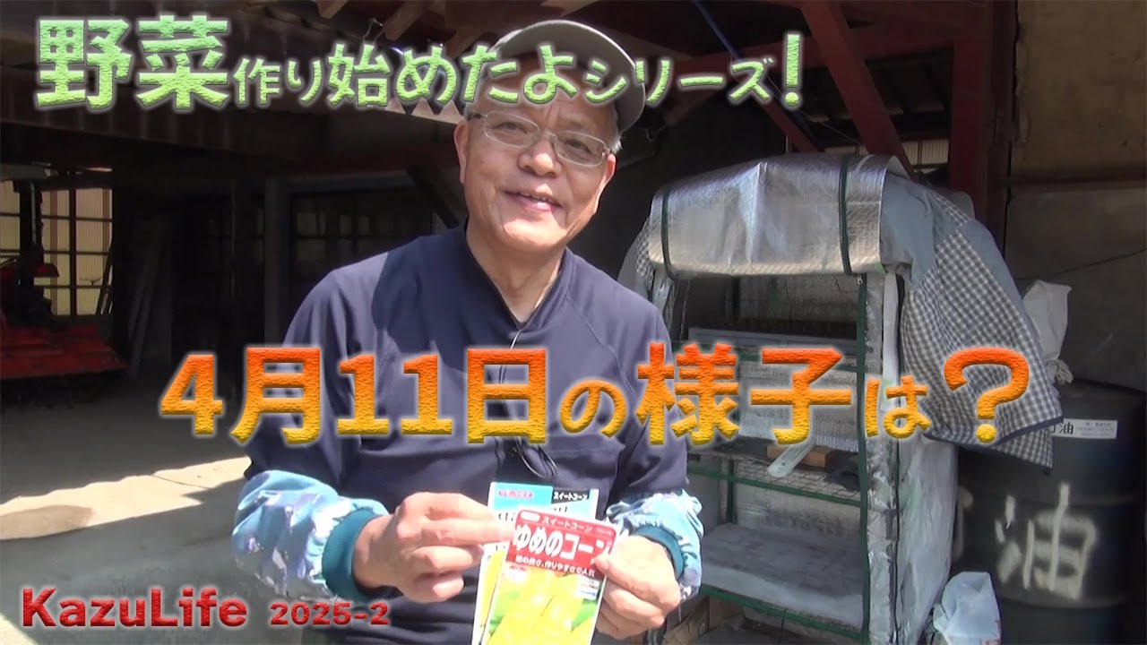 【野菜作り始めたよシリーズ】4月11日の野菜畑の様子を紹介します