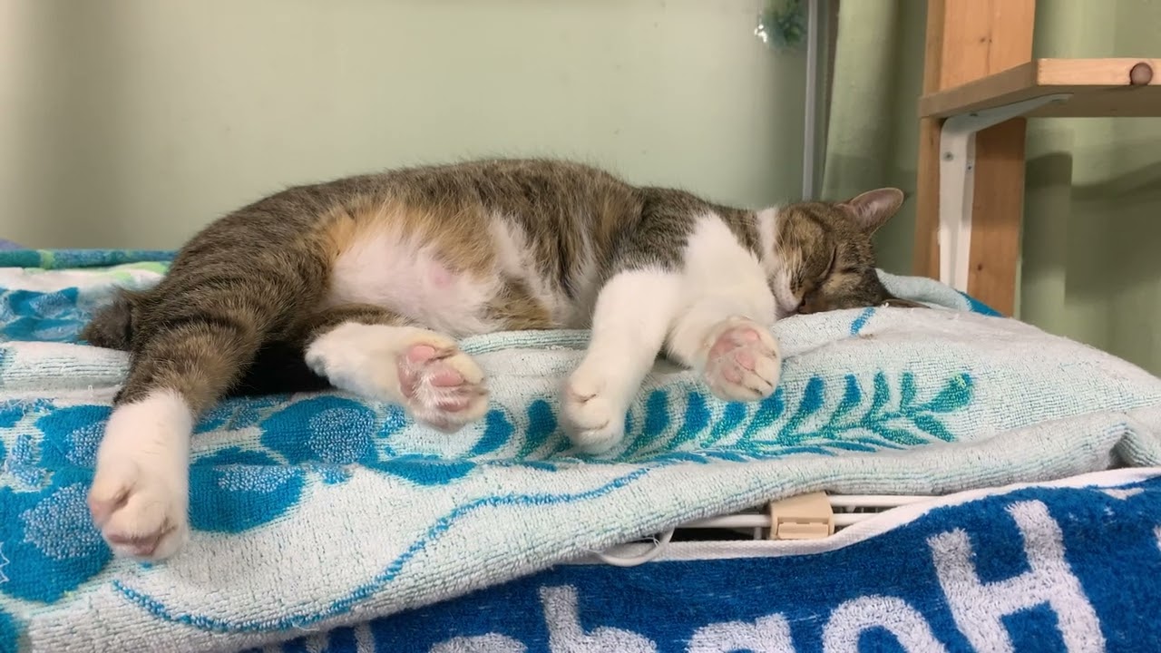 ねぎパンフレットトライアル出発【保護猫ハウス日記】
