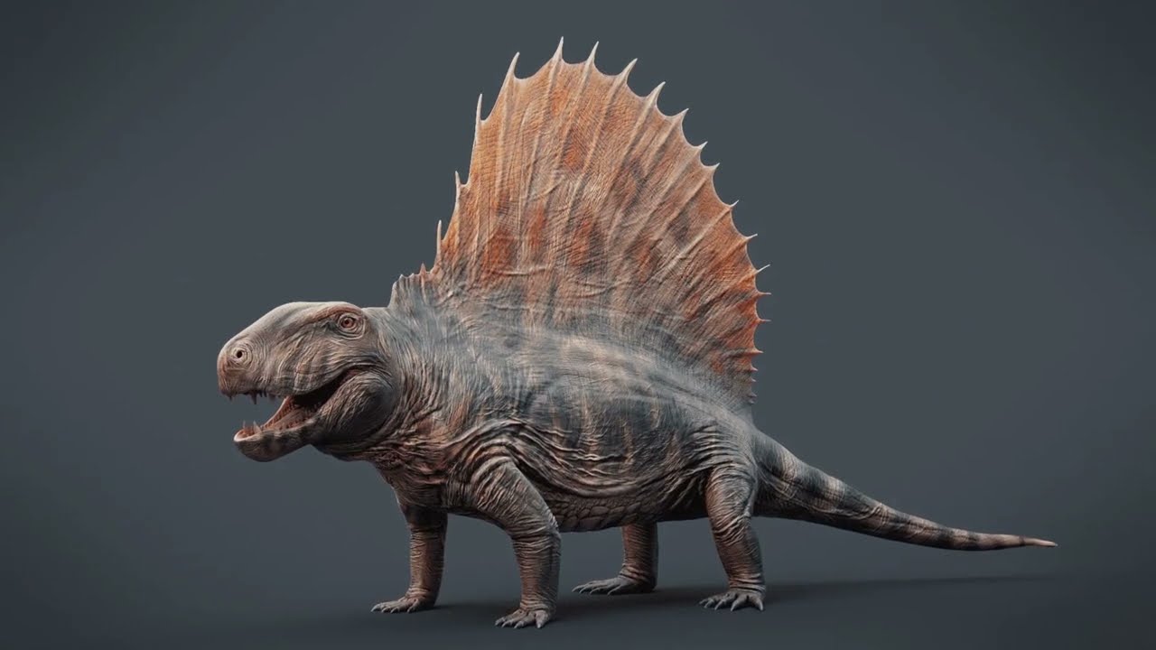 Dimetrodon and the Permian Sailbacks