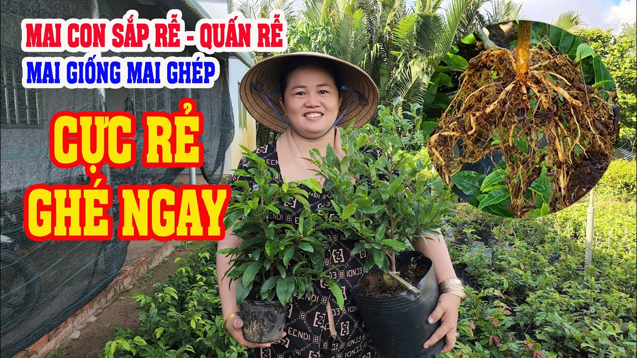 📞 Trà Thanh 0342175899 GL MAI CON QUẤN RỄ SẮP RỄ MAI GHÉP MAI GIỐNG CỰC RẺ 13/09/2023 | Bến Tre Ơi