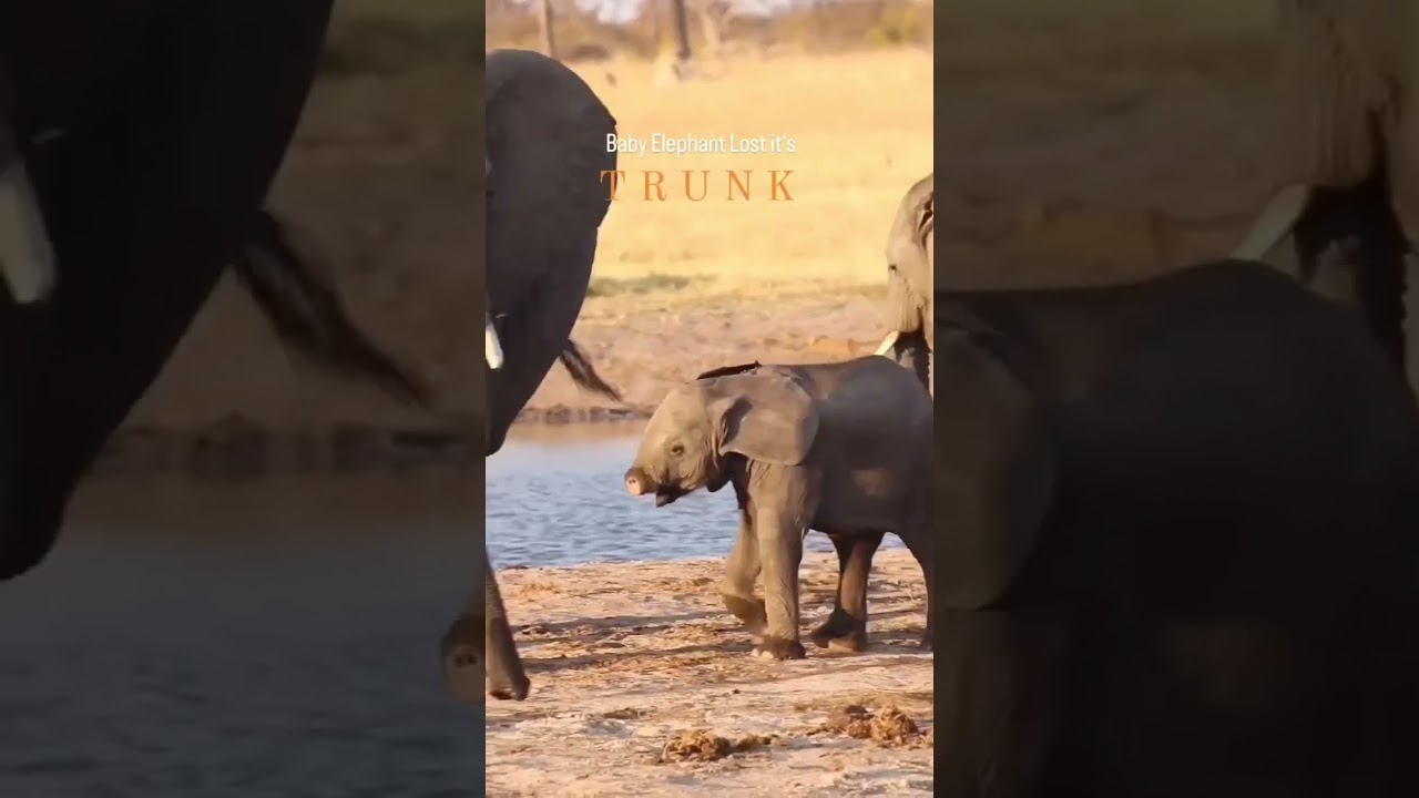 It is a very sad scene, The baby elephant lost it's trunk,
