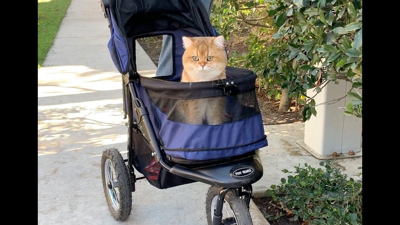 Maple Cat Enjoys his Stroller
