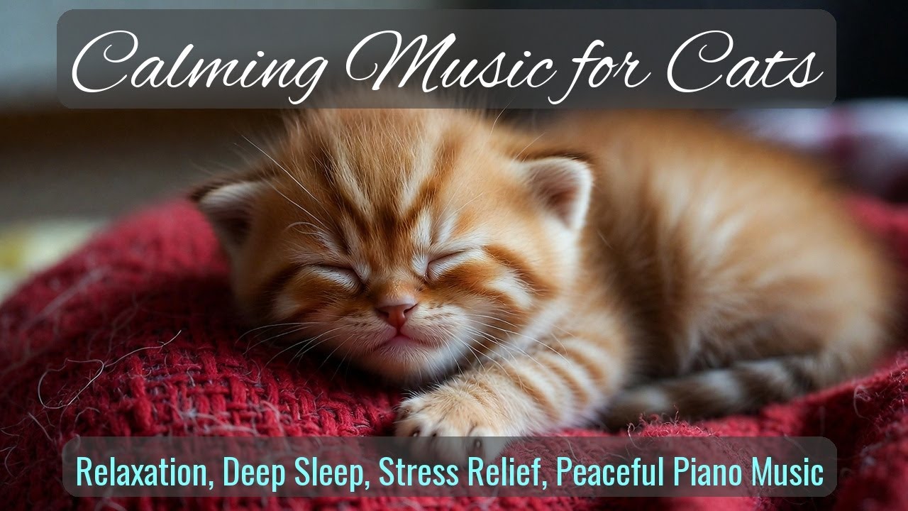 LIVE Relaxing Cat Sleep Stream for Cozy Night 💤 | Season 29
