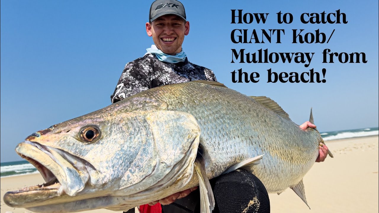 Как ловить гигантского коба (Mulloway) на живую кефаль с пляжа! Также с использованием СЕКРЕТНОЙ ...