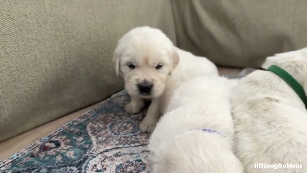 Watch them growing | Lizzy & Finn 4 weeks old puppies | @HillongGoldens