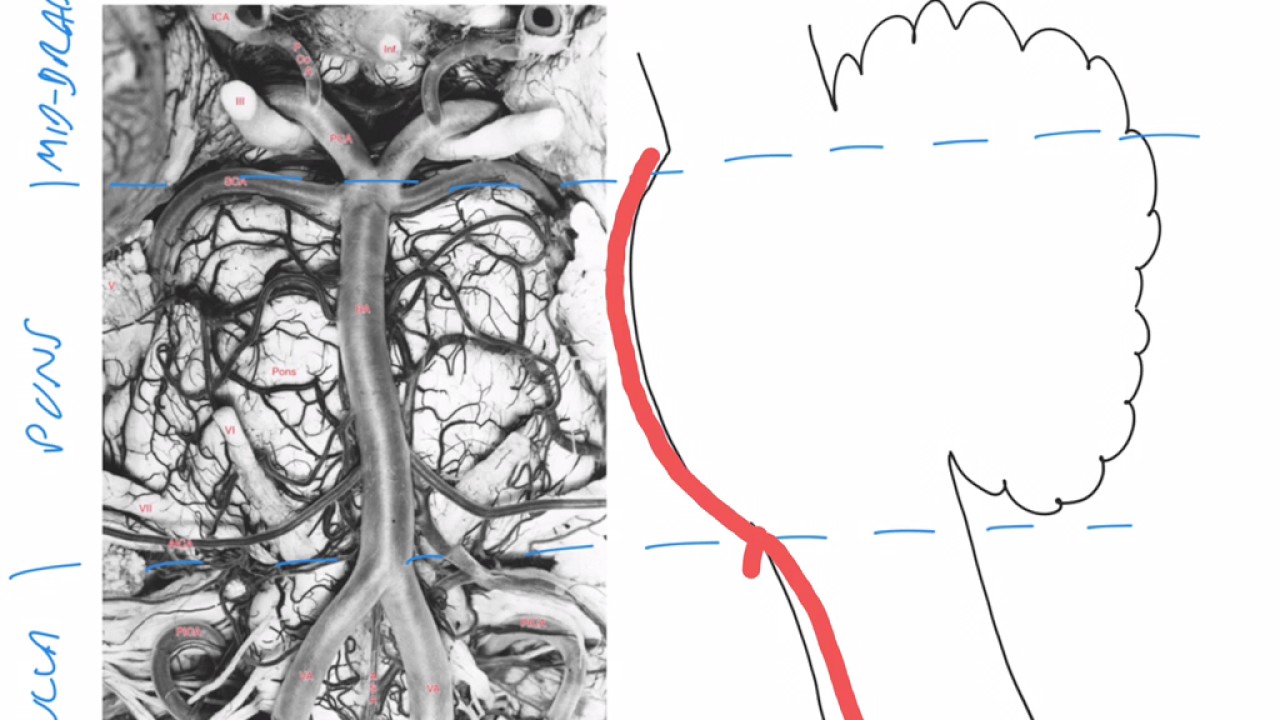The vertebrobasilar system