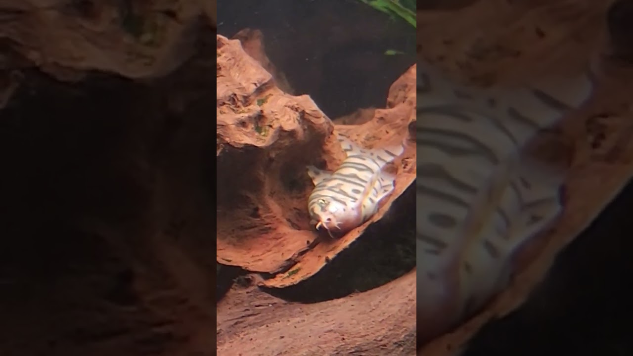 This Yoyo loach is a good actor! 🎬 #aquariums #yoyoloach #shorts