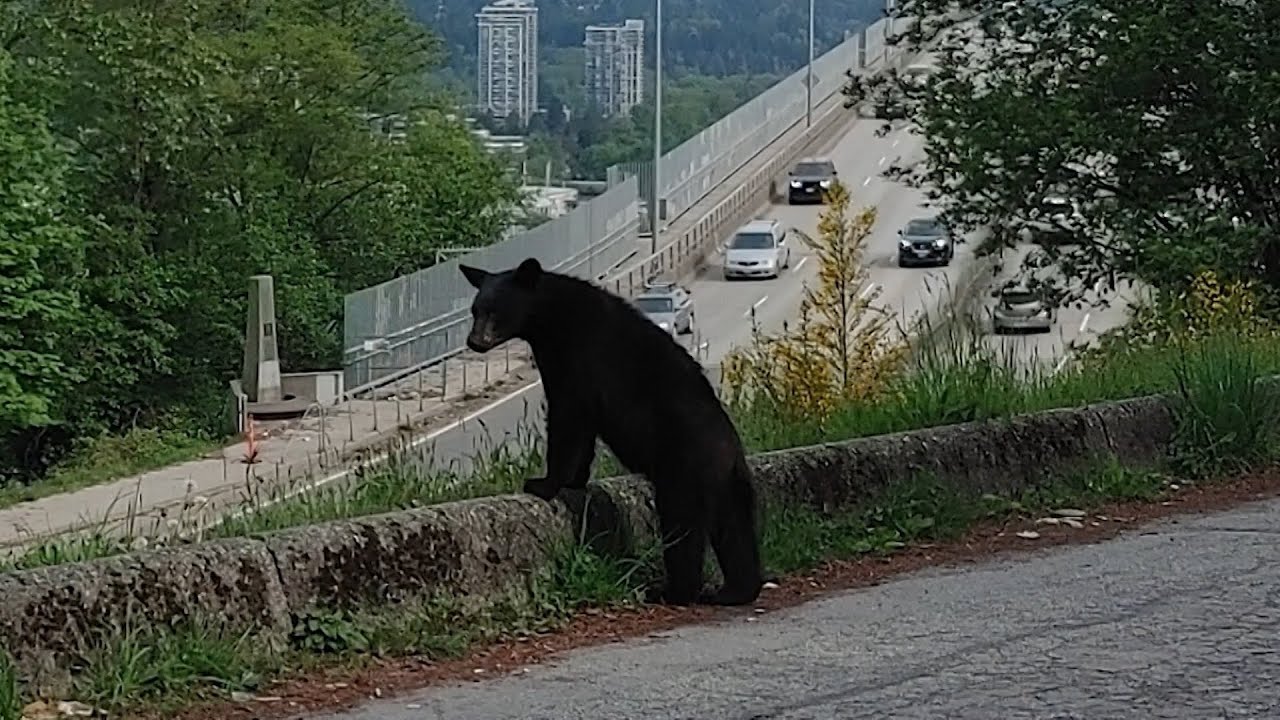 Bear back in the wild after Vancouver adventure