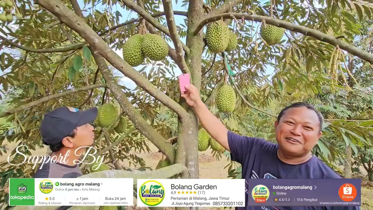 KEBUN DURIAN HAJI ABUN FULL ORGANIK || TANAM DONGKELAN 3 TAHUN BERBUAH