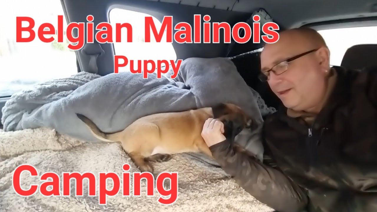Щенок бельгийской малинуа • Автокемпинг