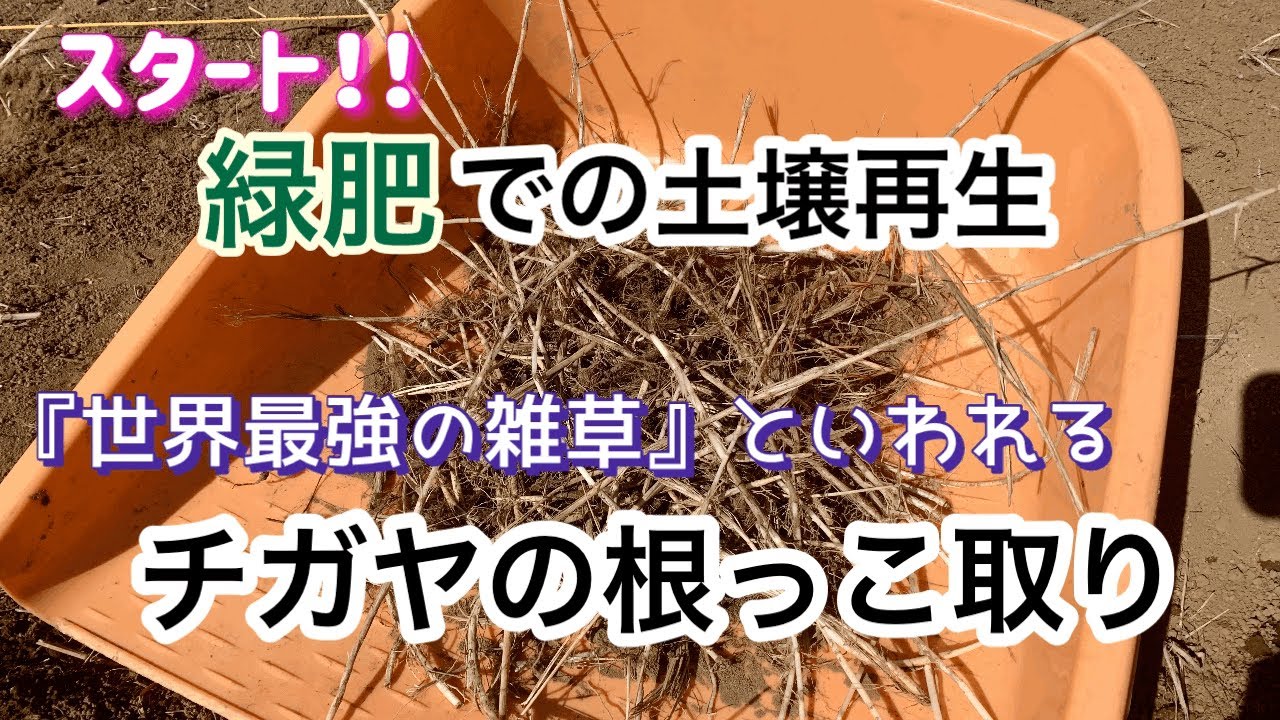 緑肥の力を借ります／冬場が最適期なチガヤの地下茎取り／2026.1月下旬