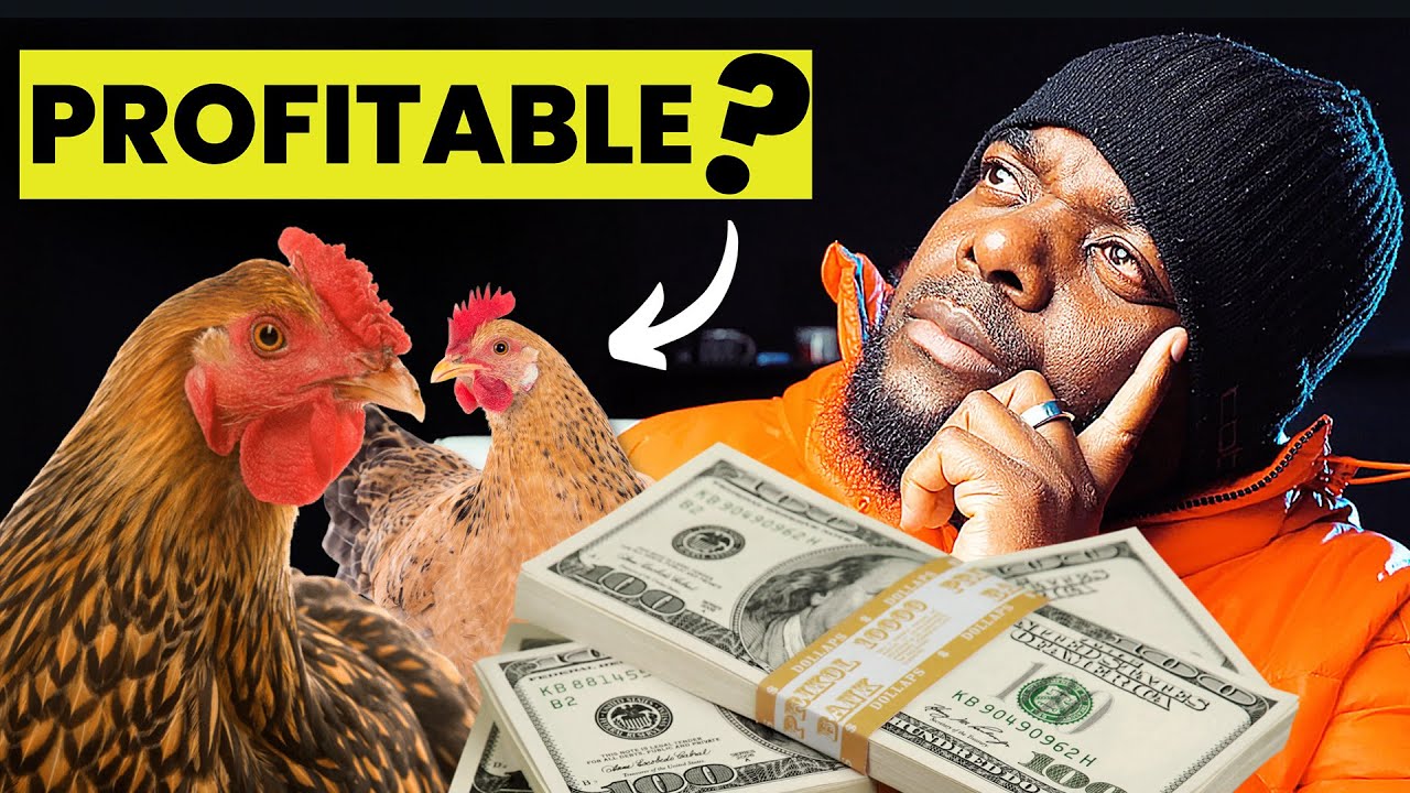 Is Organic Chicken Farming Profitable In Zimbabwe?