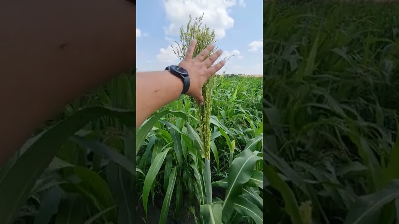 Şeker Sorghum otu Yetiştiriciliği ,alternatif kaba yem üretimi.