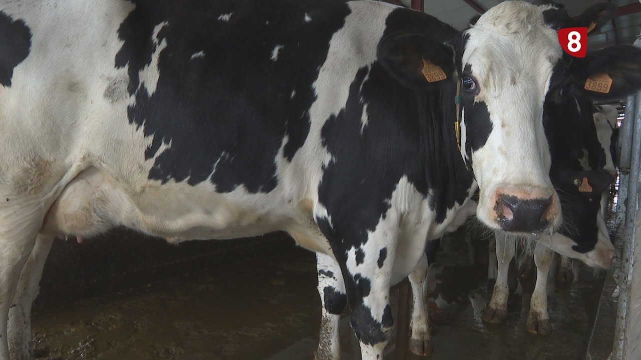 Campo Palentino (7-11-2024)