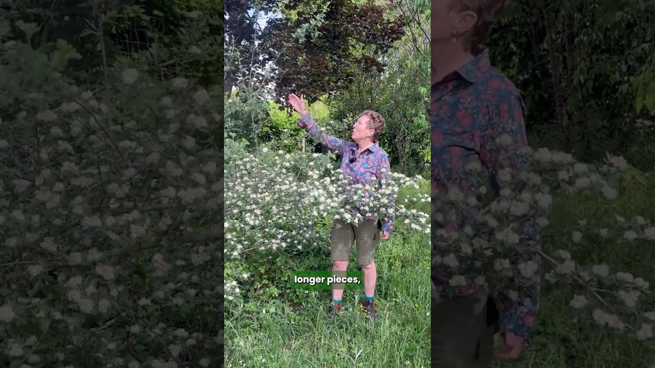 A favourite tree of mine: Crataegus tanacetifolia (Zones 5&ndash;8)  #gardening #tree