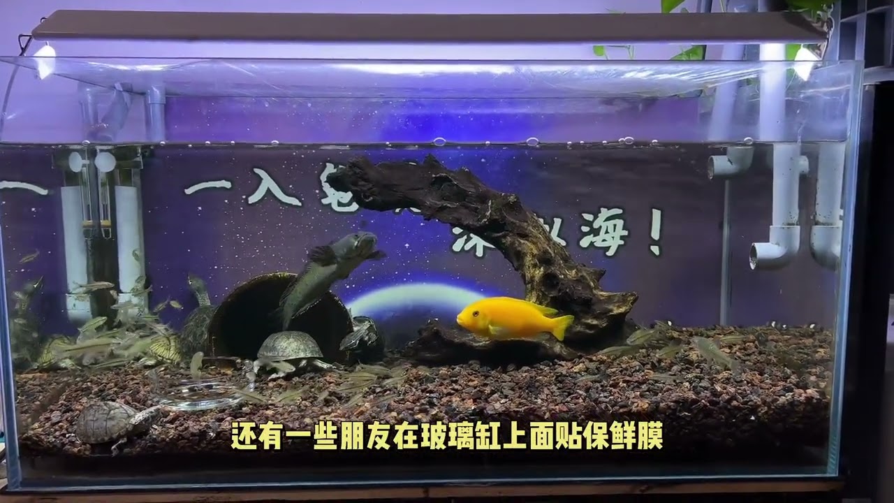 加温干养，加温泡药，新龟到家过温的环境推荐，附带龟缸贴保鲜膜的方法#记录真实生活 #龟 #龟友